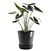 Ecopots Amsterdam Blumentopf-Untersetzer mit Rollen (Außenmaß (Ø x H): 28,7 x 8,3 cm, Kunststoff, Dunkelgrau) | BAUHAUS