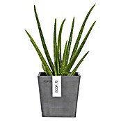 Ecopots Pflanzkasten Manhatten (Außenmaß (L x B x H): 15 x 17,2 x 15 cm, Kunststoff, Grau, S) | BAUHAUS