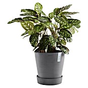 Ecopots Amsterdam Blumentopf-Untersetzer mit Rollen (Außenmaß (Ø x H): 28,7 x 8,3 cm, Kunststoff, Grau) | BAUHAUS