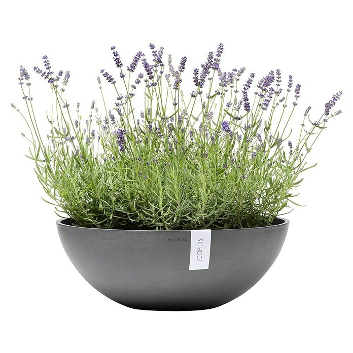 Ecopots Pflanzschale Vienna (Außenmaß (Ø x H): 50,4 x 18,5 cm, Grau) | BAUHAUS