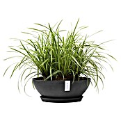 Ecopots Pflanzschale Vienna (Außenmaß (Ø x H): 50,4 x 18,5 cm, Dunkelgrau) | BAUHAUS