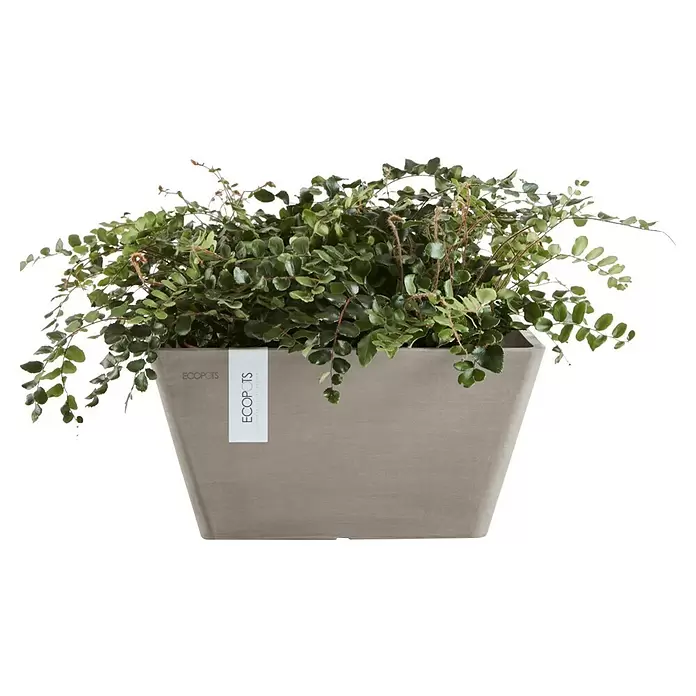 Ecopots Berlin Pflanzschale eckig - Außenmaß (L x B x H): 25,5 x 25,5 x 13 cm, Kunststoff, Braungrau - Rechteckiger hellgrauer Pflanzkübel mit grünem Blattwerk und weißem ECOPOTS-Etikett.