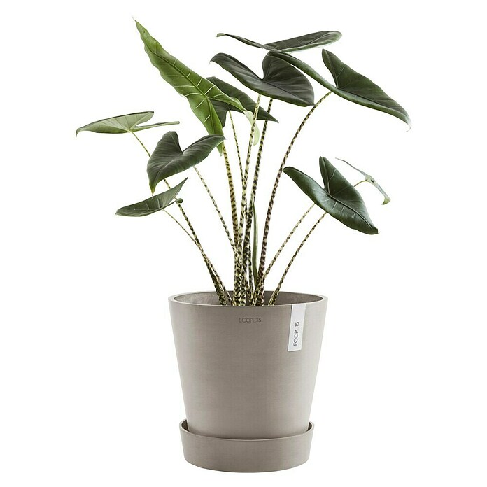 Ecopots Amsterdam Blumentopf-Untersetzer mit Rollen (Außenmaß (Ø x H): 28,7 x 8,3 cm, Kunststoff, Taupe) | BAUHAUS