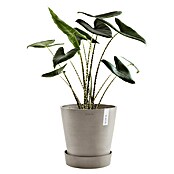 Ecopots Amsterdam Blumentopf-Untersetzer mit Rollen (Außenmaß (Ø x H): 28,7 x 8,3 cm, Kunststoff, Taupe) | BAUHAUS