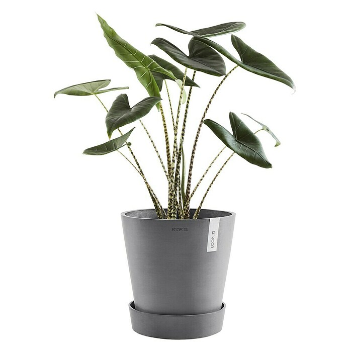 Ecopots Amsterdam Blumentopf-Untersetzer mit Rollen (Außenmaß (Ø x H): 28,7 x 8,3 cm, Kunststoff, Grau) | BAUHAUS