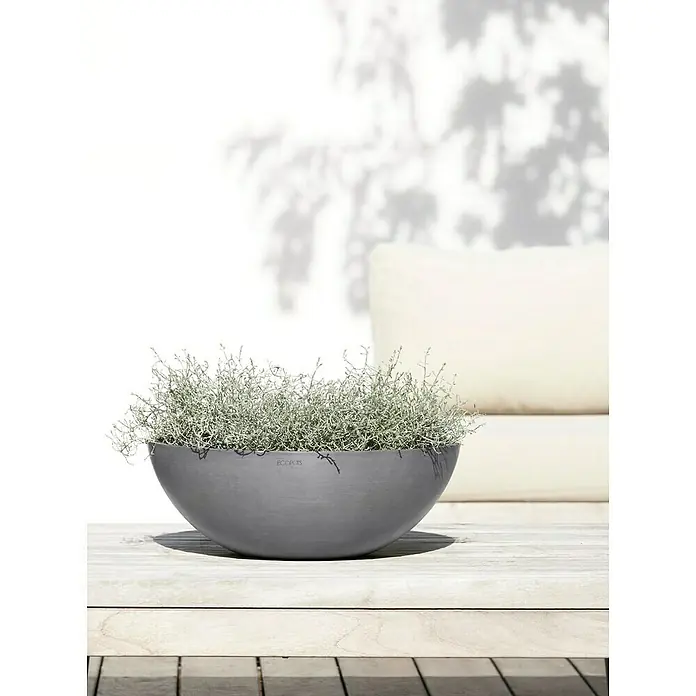Ecopots Pflanzschale rund Vienna - Außenmaß (Ø x H): 50,4 x 18,5 cm, Grau - Nahaufnahme eines grauen Pflanzgefäßes mit einer silbernen Pflanze auf einem Holztisch, ideal für stilvolle Gartendekoration.
