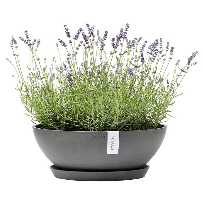 Ecopots Pflanzschale Vienna (Außenmaß (Ø x H): 50,4 x 18,5 cm, Grau) | BAUHAUS