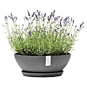 Ecopots Pflanzschale Vienna (Außenmaß (Ø x H): 50,4 x 18,5 cm, Grau) | BAUHAUS
