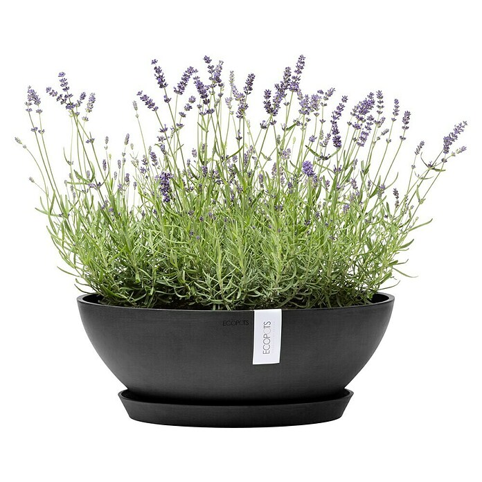 Ecopots Pflanzschale Vienna (Außenmaß (Ø x H): 50,4 x 18,5 cm, Dunkelgrau) | BAUHAUS