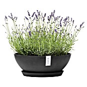 Ecopots Pflanzschale Vienna (Außenmaß (Ø x H): 50,4 x 18,5 cm, Dunkelgrau) | BAUHAUS