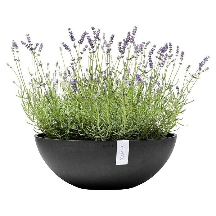 Ecopots Pflanzschale Vienna (Außenmaß (Ø x H): 50,4 x 18,5 cm, Dunkelgrau) | BAUHAUS