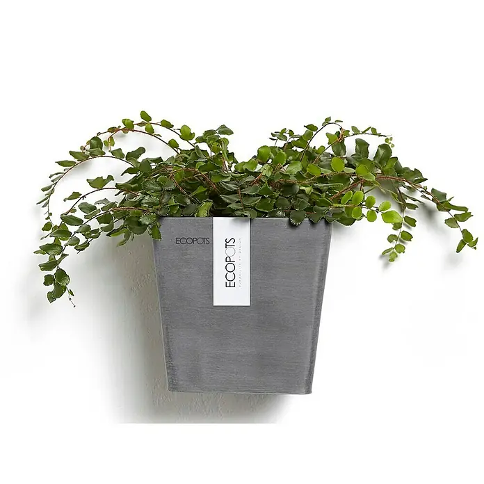 Ecopots Pflanzkasten Manhatten - Außenmaß (L x B x H): 15 x 17,2 x 15 cm, Kunststoff, Grau, S - Ein stilvoller, grauer ECOPOTS Pflanztopf mit üppigem Grün, der an einer weißen Wand befestigt ist. Robust und modern.