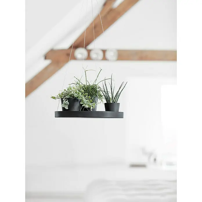 Ecopots Blumenampel - Außenmaß (Ø x H): 36 x 3 cm, Kunststoff, Dunkelgrau - Eine schwebende Pflanzenetagere mit zwei grünen Zimmerpflanzen in schwarzen Töpfen, aufgehängt in einem hellen Raum.