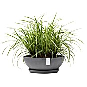 Ecopots Pflanzschale Vienna (Außenmaß (Ø x H): 50,4 x 18,5 cm, Grau) | BAUHAUS
