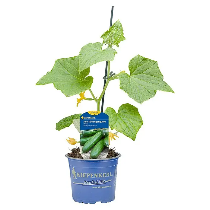 Kiepenkerl Snack-Gurke - Cucumis sativus, 12 cm, Erntezeit: Juli - Bild einer Mini-Schlangengurke 'Milene' von Kiepenkerl in einem blauen Topf, ideal für Balkon und Terrasse, Fruchtgröße 15-20 cm.