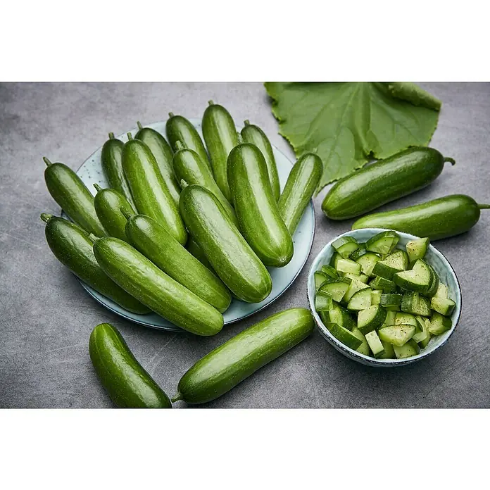 Piardino Schlangengurke Mini - Cucumis sativus, 12 cm, Erntezeit: Juli - Frische grüne Gurken auf einem Teller, daneben eine Schüssel mit geschnittenen Gurken. Eine gesunde und knackige Gemüseauswahl.