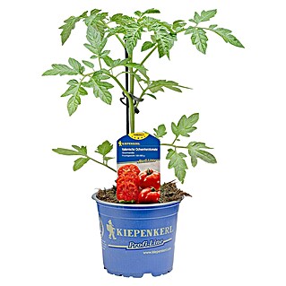 Fleischtomate / Ochsenherz veredelt (Solanum lycopersicum, 12 cm, Erntezeit: Juli)