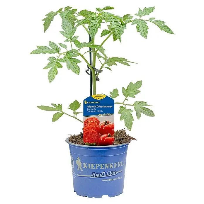 Fleischtomate / Ochsenherz veredelt - Solanum lycopersicum, 12 cm, Erntezeit: Juli - Die italienische Ochsenherztomate 'Gourmandia' von Kiepenkerl, eine veredelte Pflanze mit einem Fruchtgewicht von 150-200g, in einem blauen Topf.