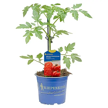 Fleischtomate / Ochsenherz veredelt