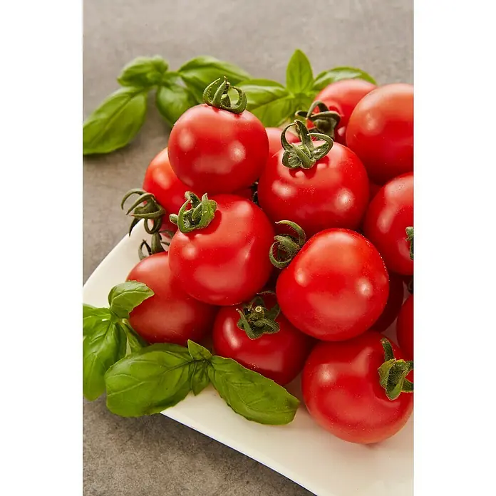 Cocktailtomate veredelt - Solanum lycopersicum, 12 cm, Erntezeit: Juli - Nahaufnahme von Kirschtomaten und Basilikumblättern auf einem weißen Teller. Die roten, saftigen Tomaten sind frisch und appetitlich.