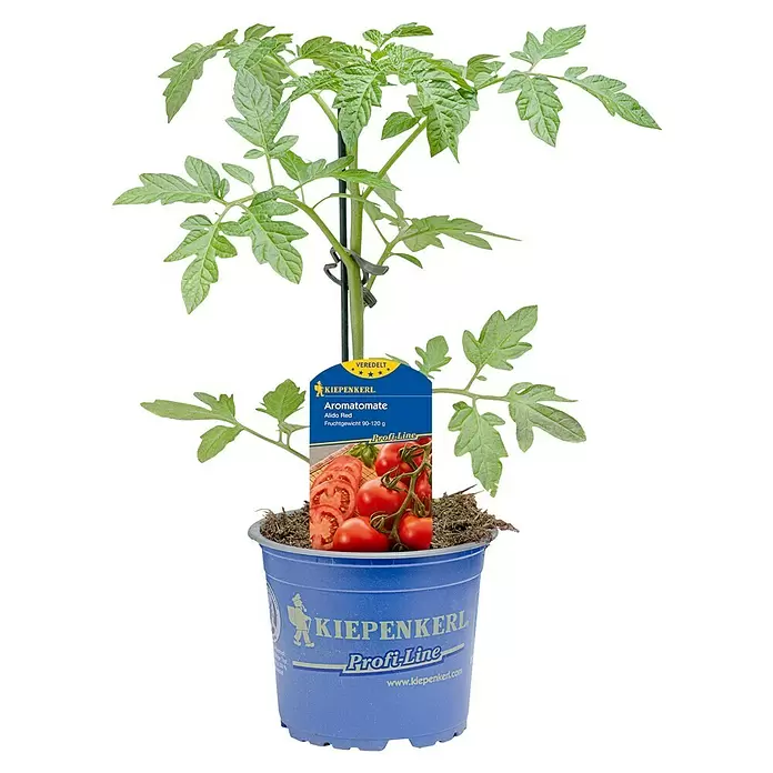 Strauchtomate veredelt - Solanum lycopersicum, 12 cm, Erntezeit: Juli - Junge Tomatenpflanze 'Alido Red' im blauen Topf mit Produktetikett, das Text und reife Tomaten zeigt.
