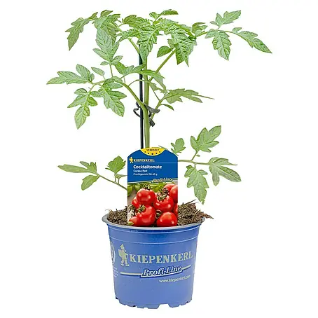 Cocktailtomate veredelt