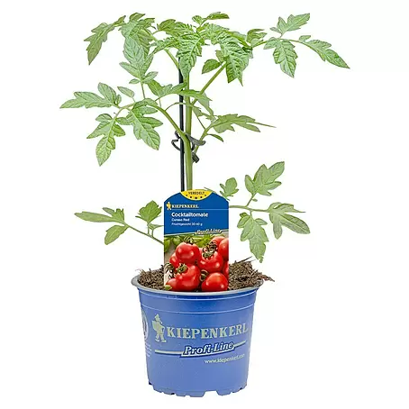 Cocktailtomate veredelt