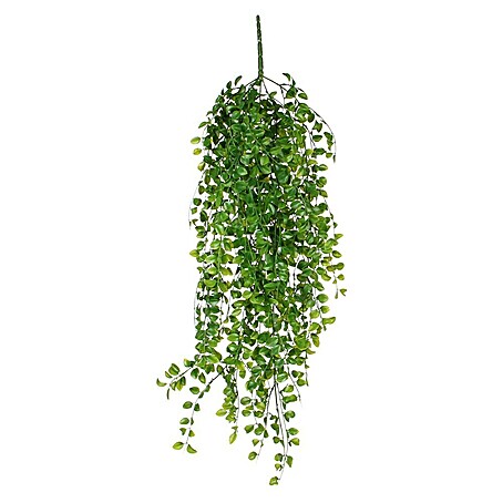 Kunstpflanze Fikus (Höhe: 81 cm, Grün, Kunststoff)