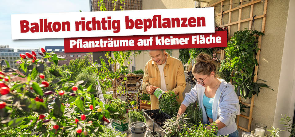 Balkon bepflanzen