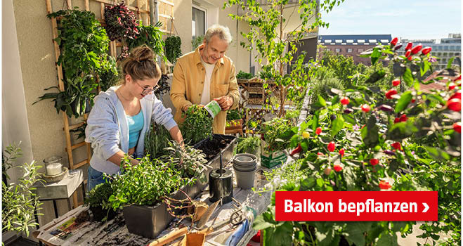 Balkon bepflanzen
