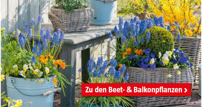 Beet- und Balkonpflanzen