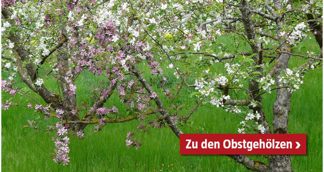 Obstgehölze 