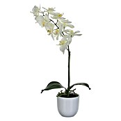 Kunstblume Phalaenopsis (Höhe: 60 cm, Weiß, Kunststoff) | BAUHAUS