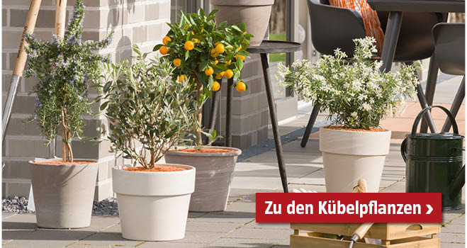 Kübelpflanzen