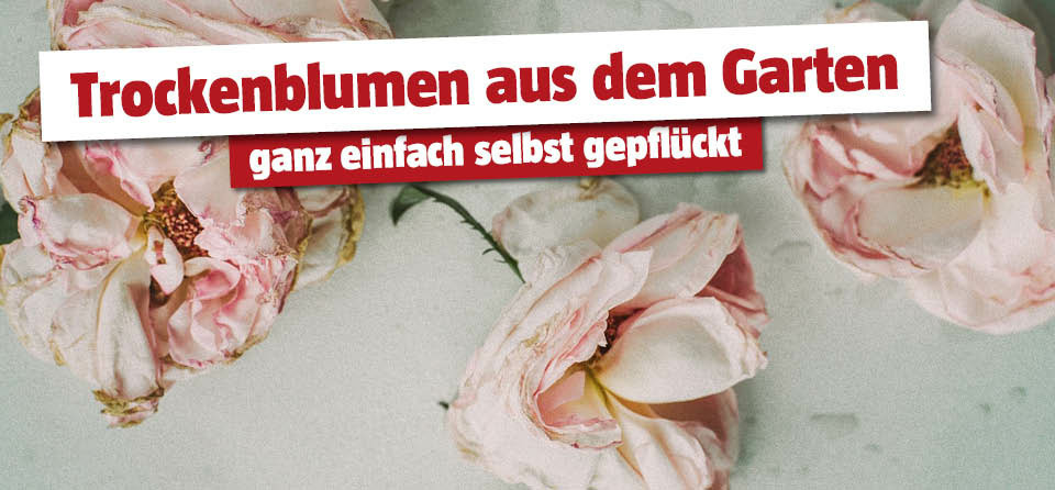 Blumen trocknen