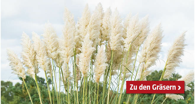 Gräser