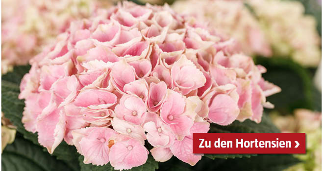 Hortensien