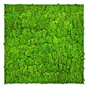 Jangal Wandpaneel Modular Wall Moos (Bright Green, 520 x 520 x 30 mm) | BAUHAUS