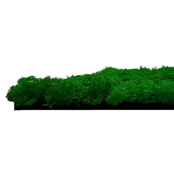 Jangal Wandpaneel Modular Wall Moos - Nature Green, 520 x 520 x 30 mm - Nahaufnahme eines leuchtend grünen Moosstreifens auf einem schwarzen Hintergrund. Ideal als Dekoration.