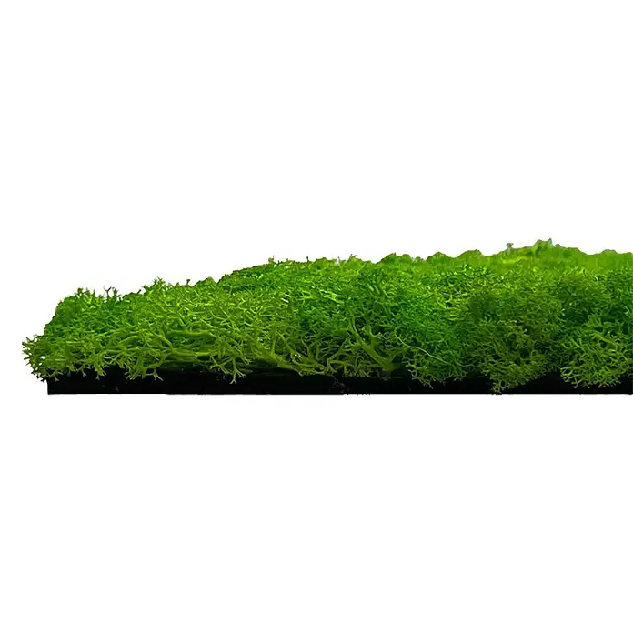Jangal Wandpaneel Modular Wall Moos - Bright Green, 520 x 520 x 30 mm - Detailaufnahme eines hellgrünen Islandmoosstücks auf schwarzem Hintergrund. Das Moos ist dicht und buschig.