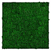 Jangal Wandpaneel Modular Wall Moos (Nature Green, 520 x 520 x 30 mm) | BAUHAUS