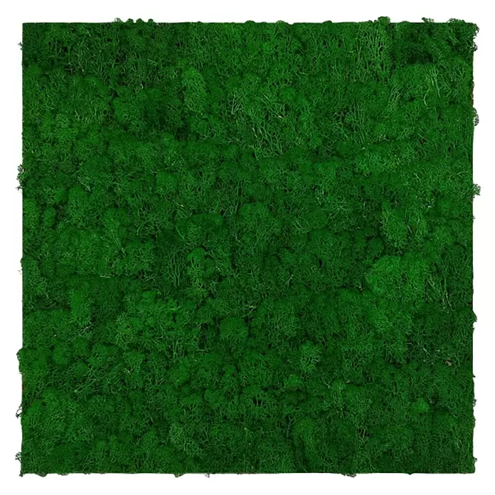 Jangal Wandpaneel Modular Wall Moos - Nature Green, 520 x 520 x 30 mm - Quadratisches Paneel aus tiefgrünem konserviertem Moos zur Innendekoration.