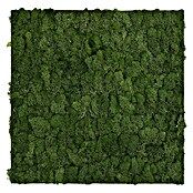 Jangal Wandpaneel Modular Wall Moos (Dark Green, 520 x 520 x 30 mm) | BAUHAUS