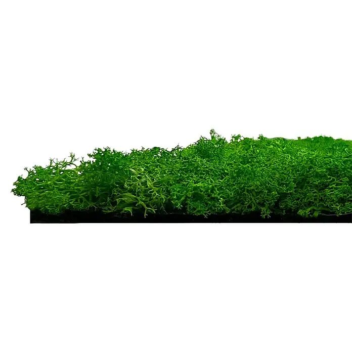 Jangal Wandpaneel Modular Wall Moos - Rich Green, 520 x 520 x 30 mm - Nahaufnahme von einem grünen, stabilisierten Islandmoos-Element auf schwarzem Hintergrund. Ideal für Dekorationen und floristische Arbeiten.