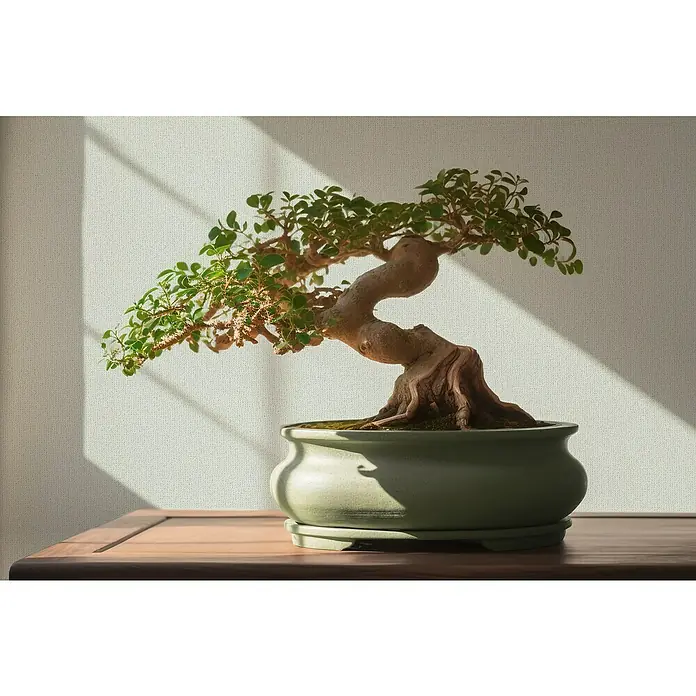 A.S. Création Jade 2 Vliestapete - Mintgrün, Uni, 10,05 x 0,53 m - Detailaufnahme eines Bonsai-Baums in einem grünen Topf, der auf einem Holztisch steht, mit Lichteffekten an der Wand.