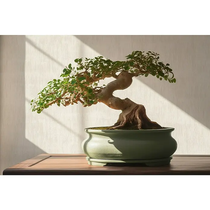 A.S. Création Jade 2 Vliestapete - Creme-Beige, Uni, 10,05 x 0,53 m - Zimmerbonsai mit geschwungenem Stamm in grünem Topf, der auf einem Tisch steht und von Sonnenlicht beschienen wird.