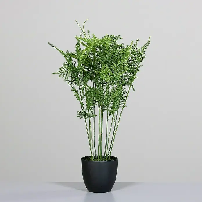 Kunstpflanze Plumosus - Höhe: 53 cm, Grün, Kunststoff - Detailaufnahme einer Zimmerpflanze mit filigranen, grünen Blättern in einem eleganten, schwarzen Topf vor neutralem Hintergrund.