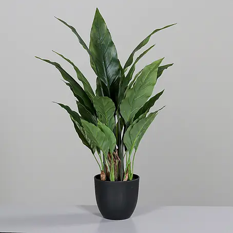 swiss cheese plant monstera Swiss Cheese Monstera (Adansonii)  Hey Rooted