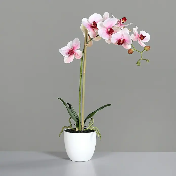 Kunstblume Orchidee Real Touch - 54 cm, Pink/Weiß, Kunststoff - Die Kunstorchidee im weißen Topf ist ein dekoratives Element für jeden Raum, mit ihren zarten rosa Blüten, die einen Hauch von Eleganz verleihen.