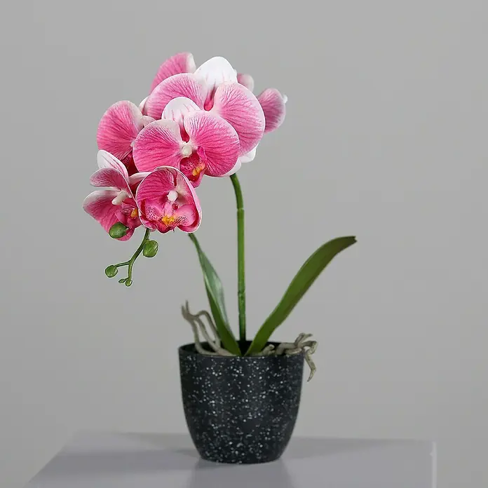 Kunstblume Orchidee Natural Touch - 36 cm, Pink/Cream, Kunststoff - Nahaufnahme einer künstlichen rosa Orchidee in einem getupften Topf, die Eleganz und dauerhafte Schönheit in Ihr Zuhause bringt.